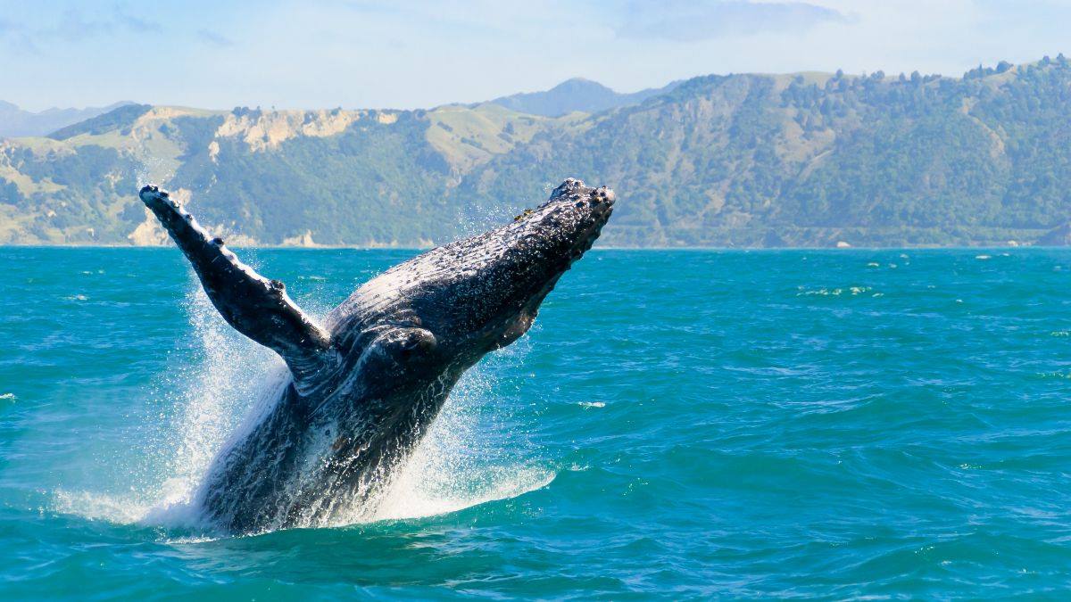Humpback whale breaching